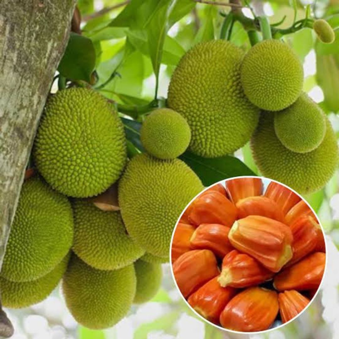 Jackfruit