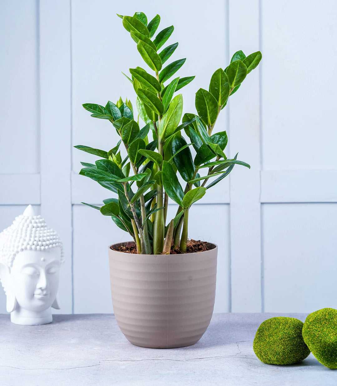 ZZ ( Zamioculcas zamiifolia ) Plant