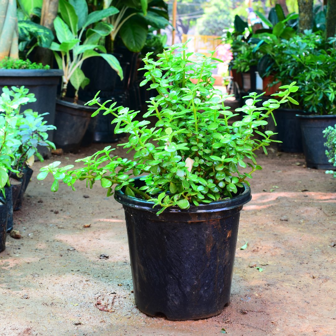 Jade Plant