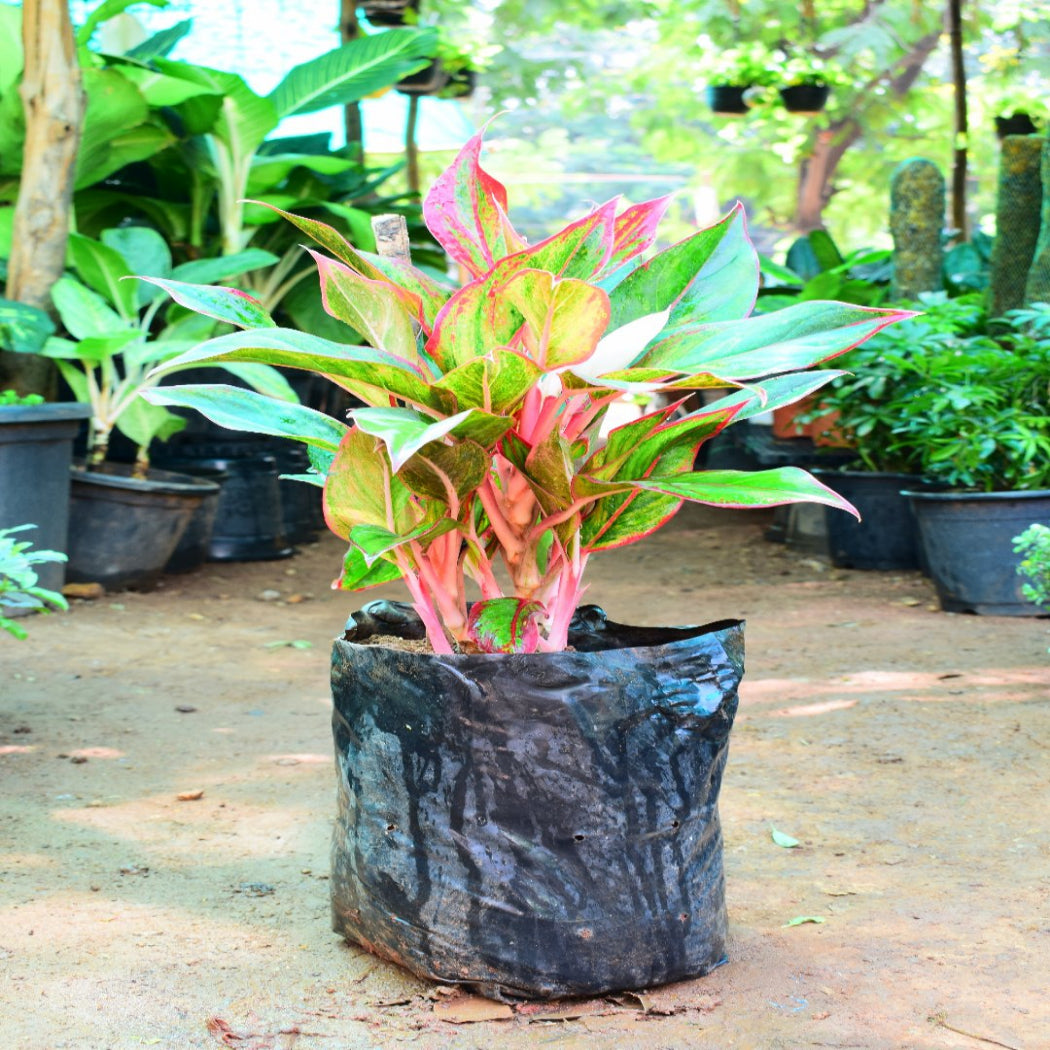 aglaonema red lipstick Aglaonema Red Lipstick – Green Evolve