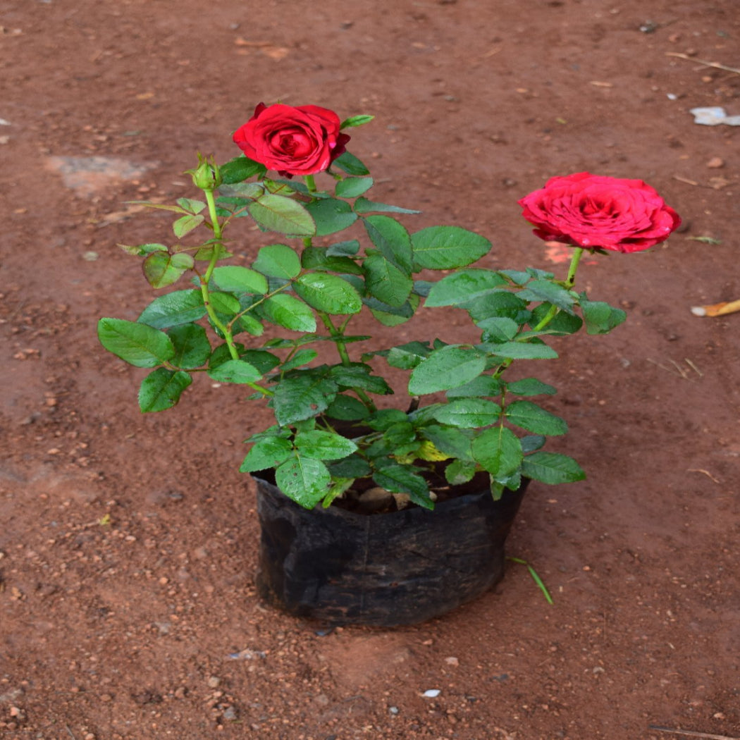 Rose Plant