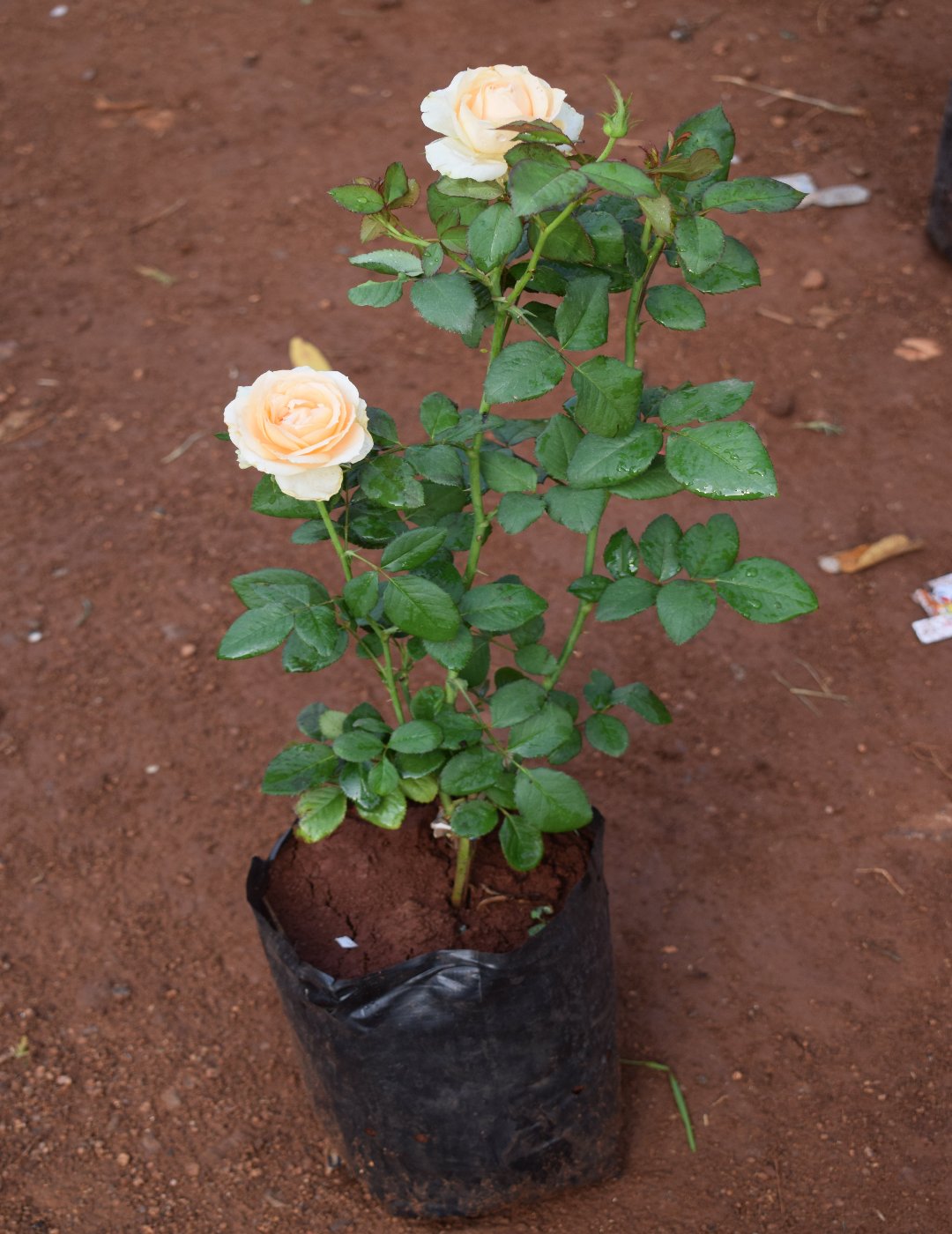 Rose Plant