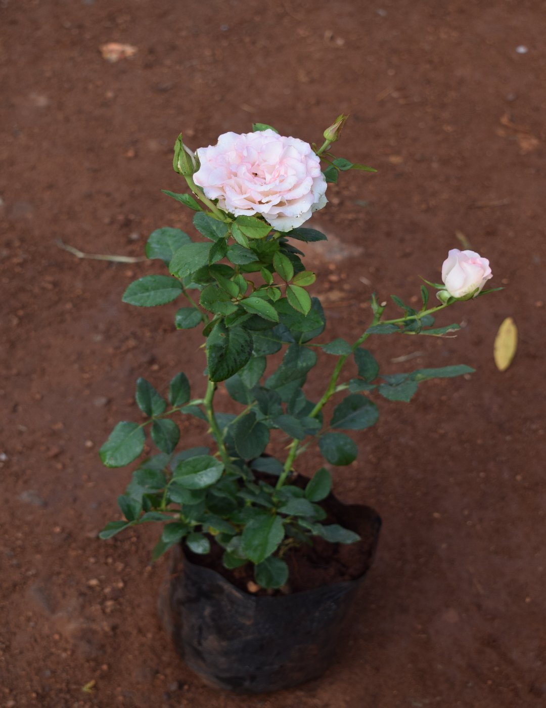 Rose Plant