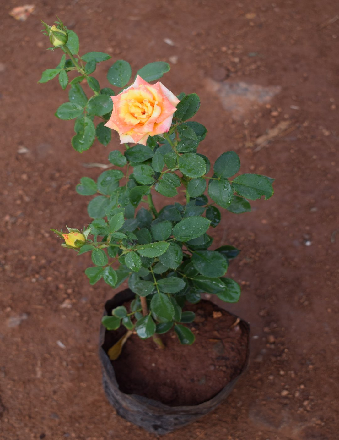 Rose Plant
