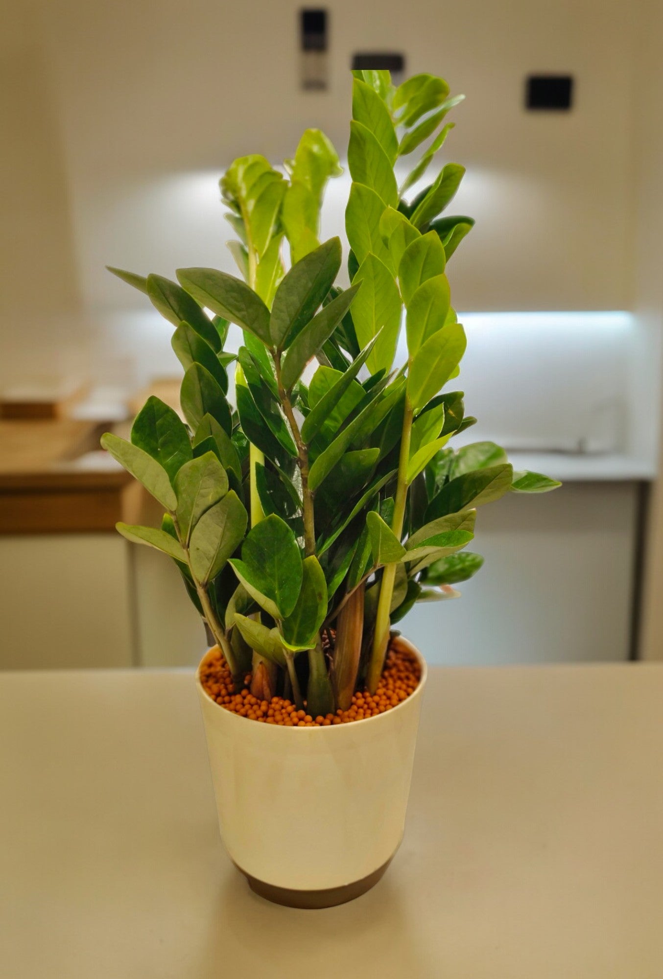 ZZ ( Zamioculcas zamiifolia ) Plant