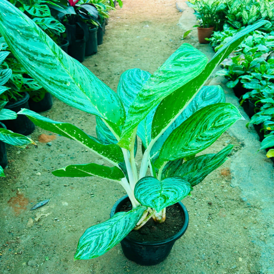 Aglaonema White Steam