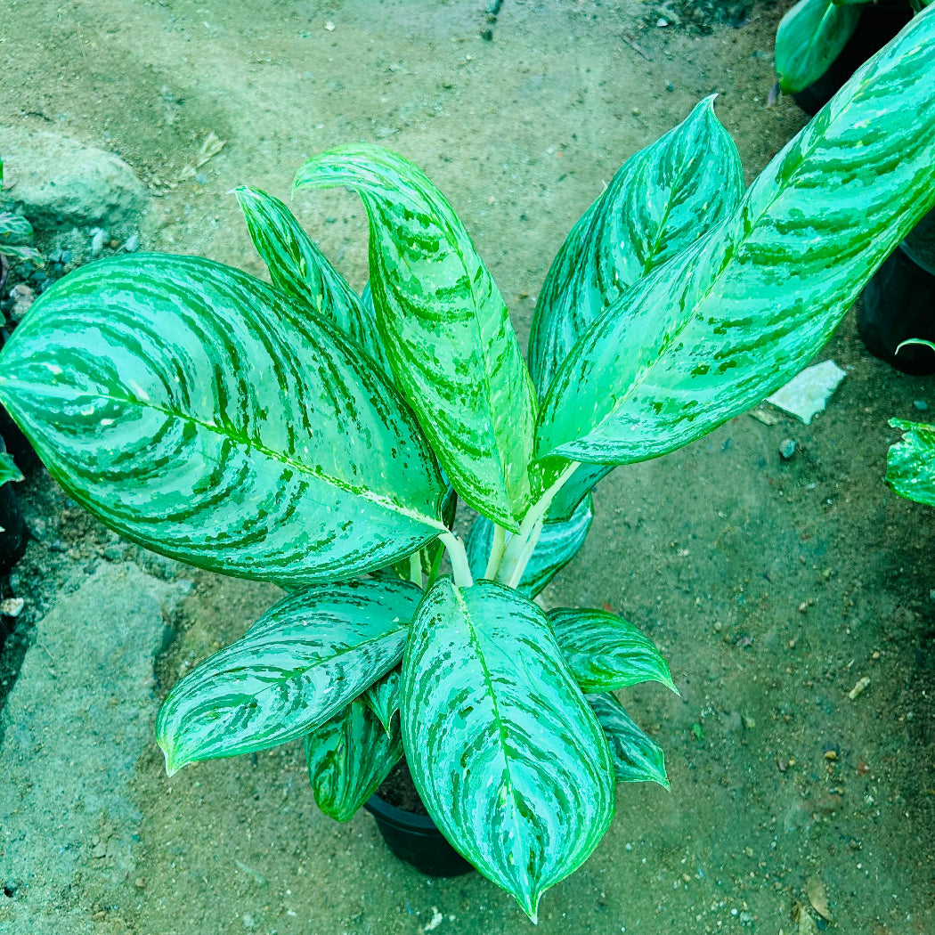Aglaonema White Steam