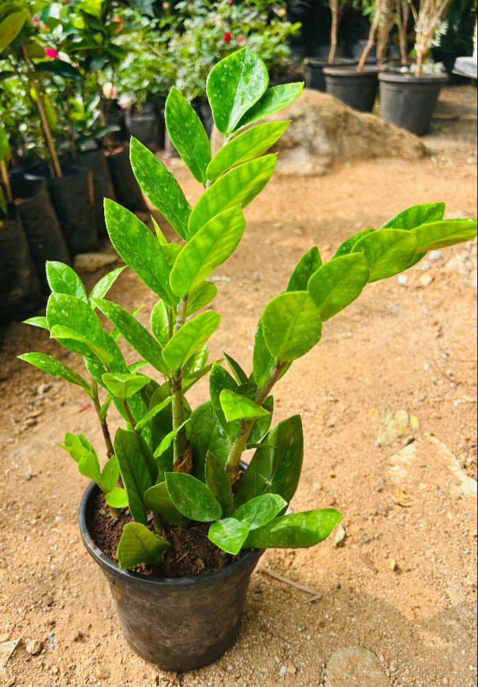 ZZ ( Zamioculcas zamiifolia ) Plant