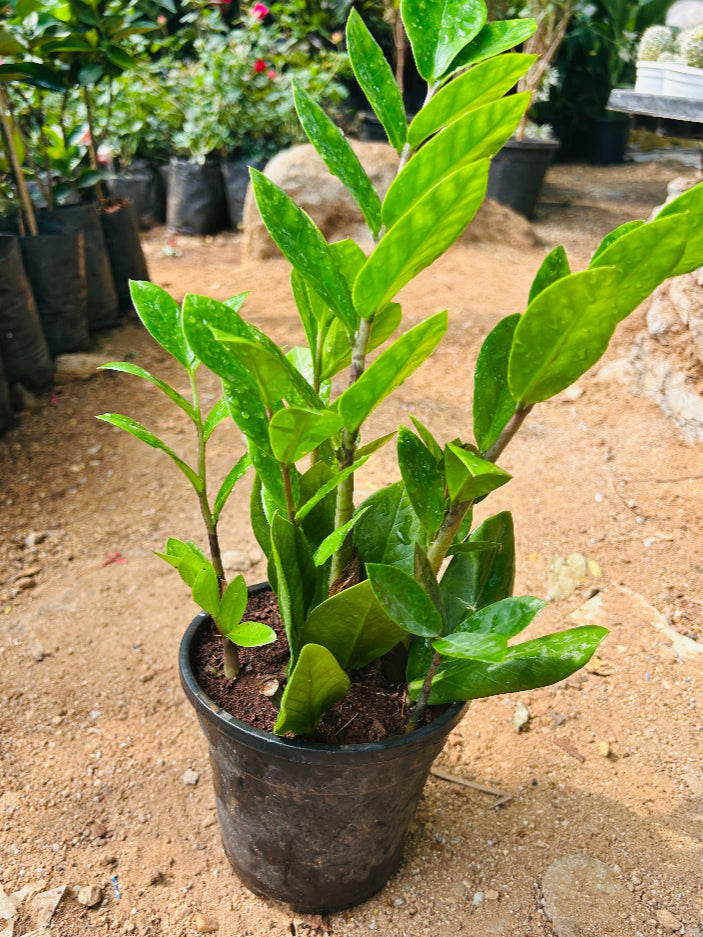ZZ ( Zamioculcas zamiifolia ) Plant