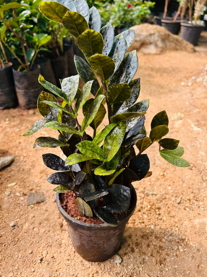 ZZ ( Zamioculcas zamiifolia ) Plant