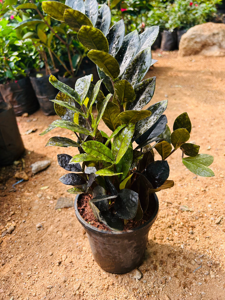 ZZ ( Zamioculcas zamiifolia ) Plant