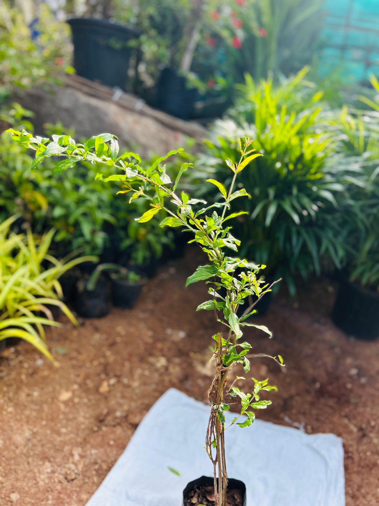 Promegranate Plant