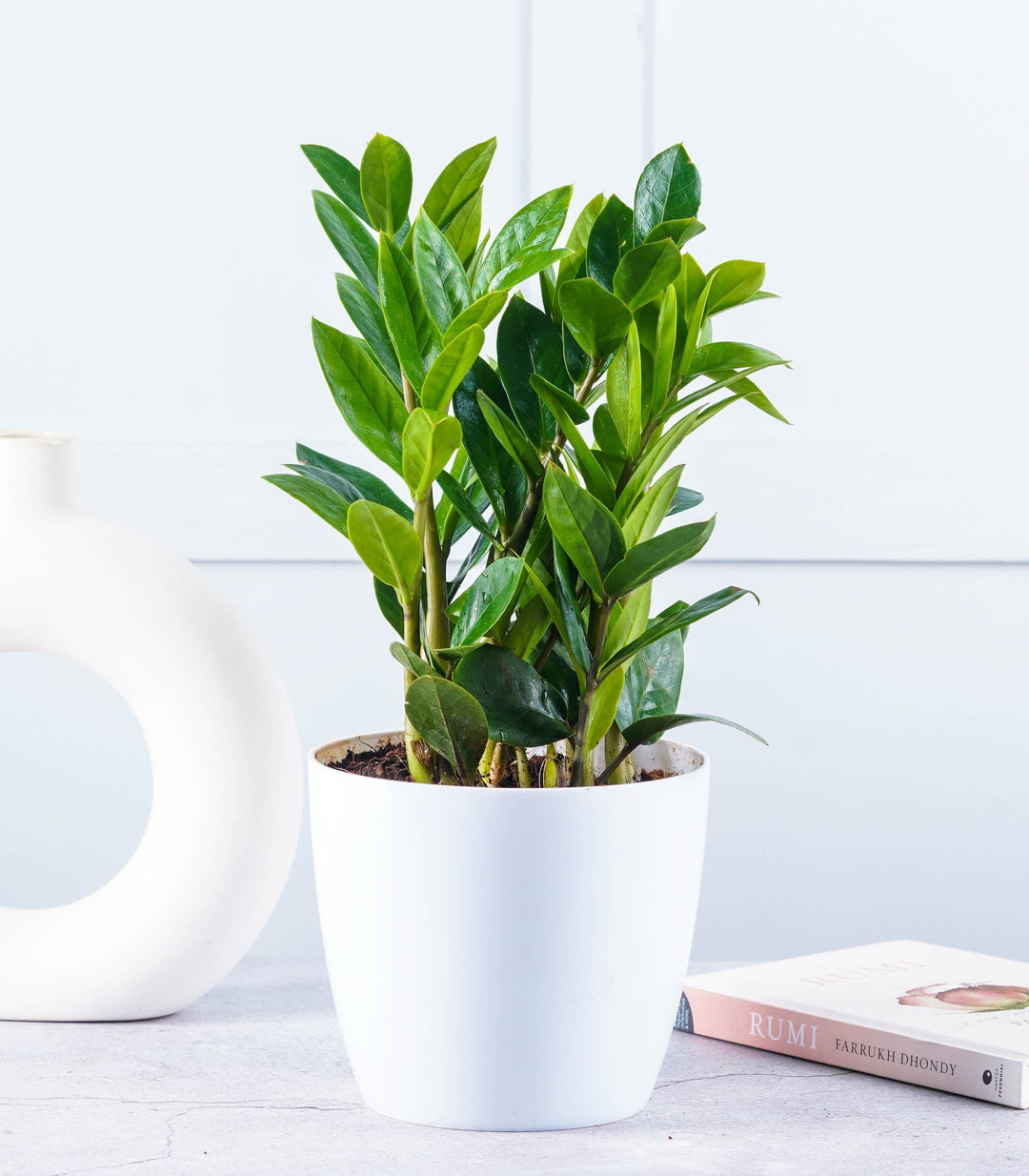ZZ ( Zamioculcas zamiifolia ) Plant