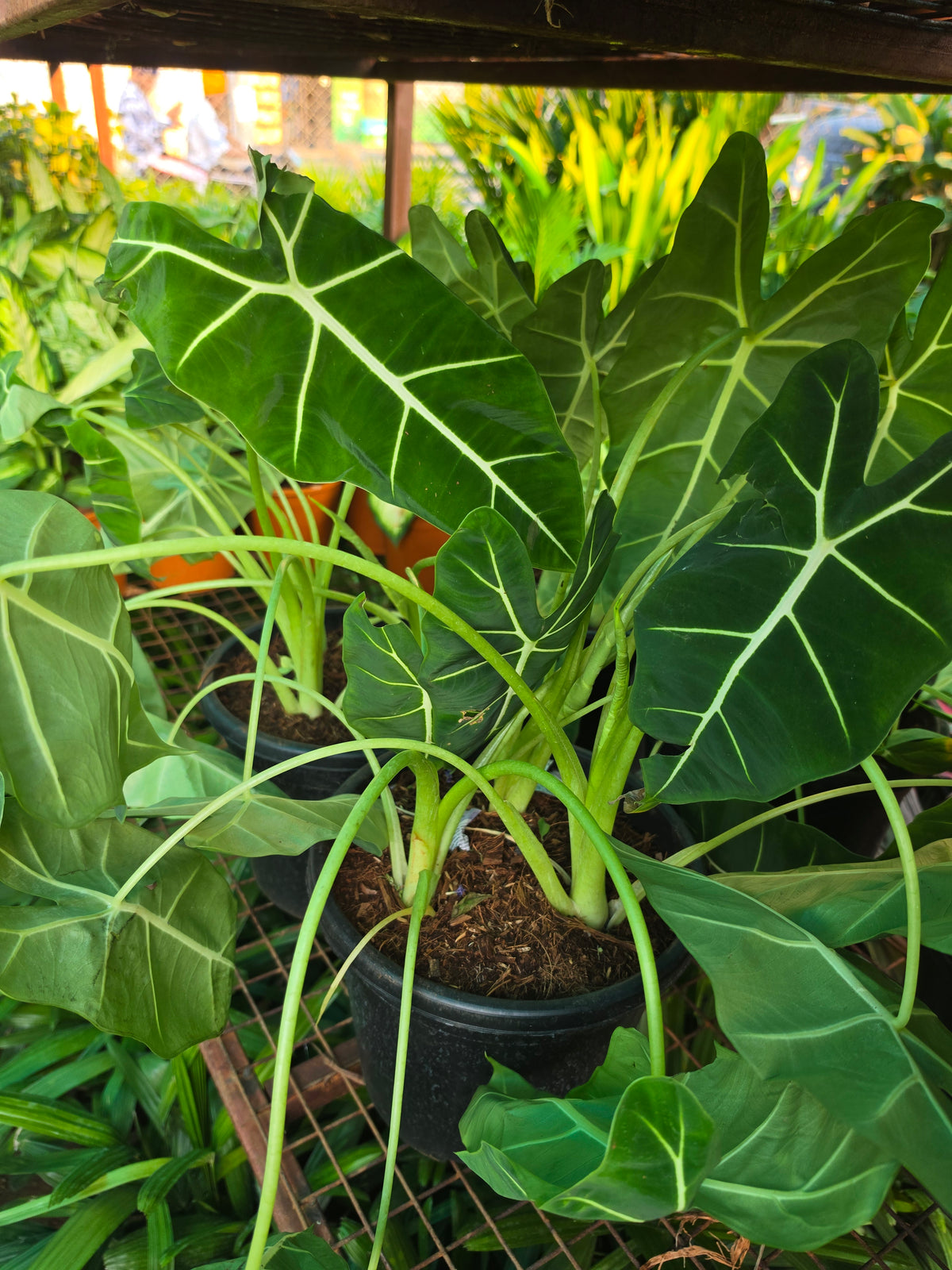 Alocasia