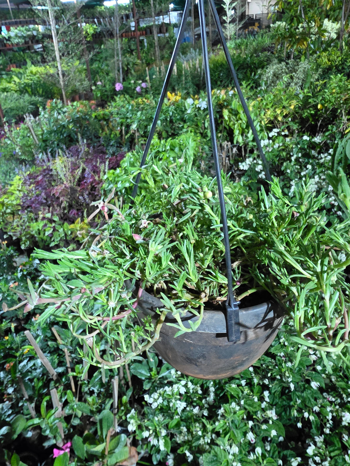Table Rose Hangings