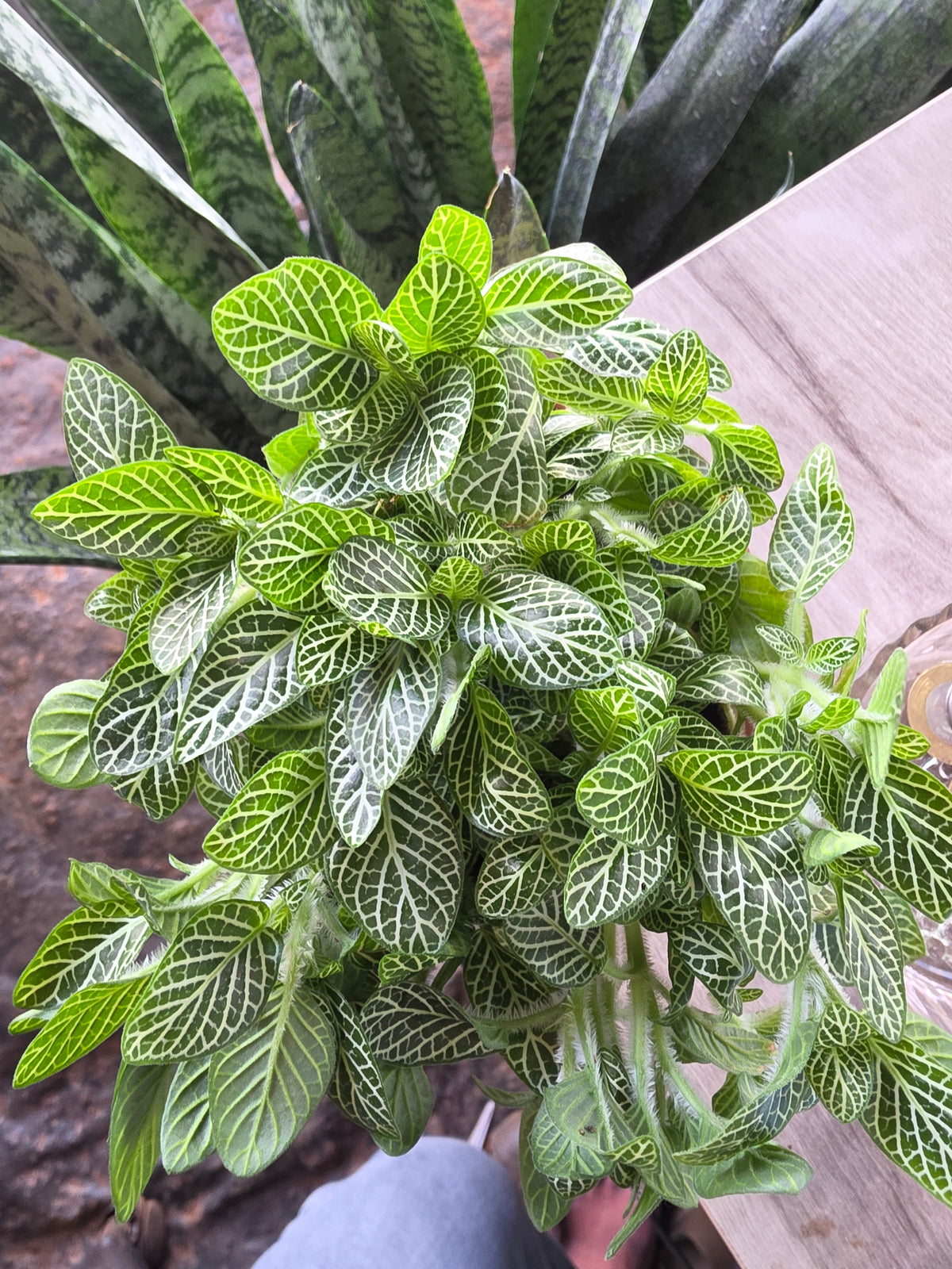 Fittonia plant