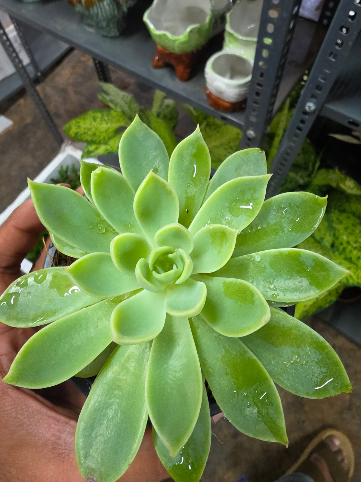 Succlent