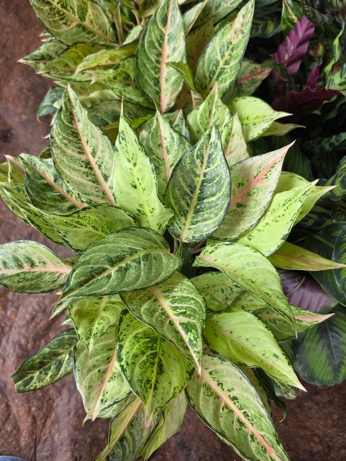 Aglonema