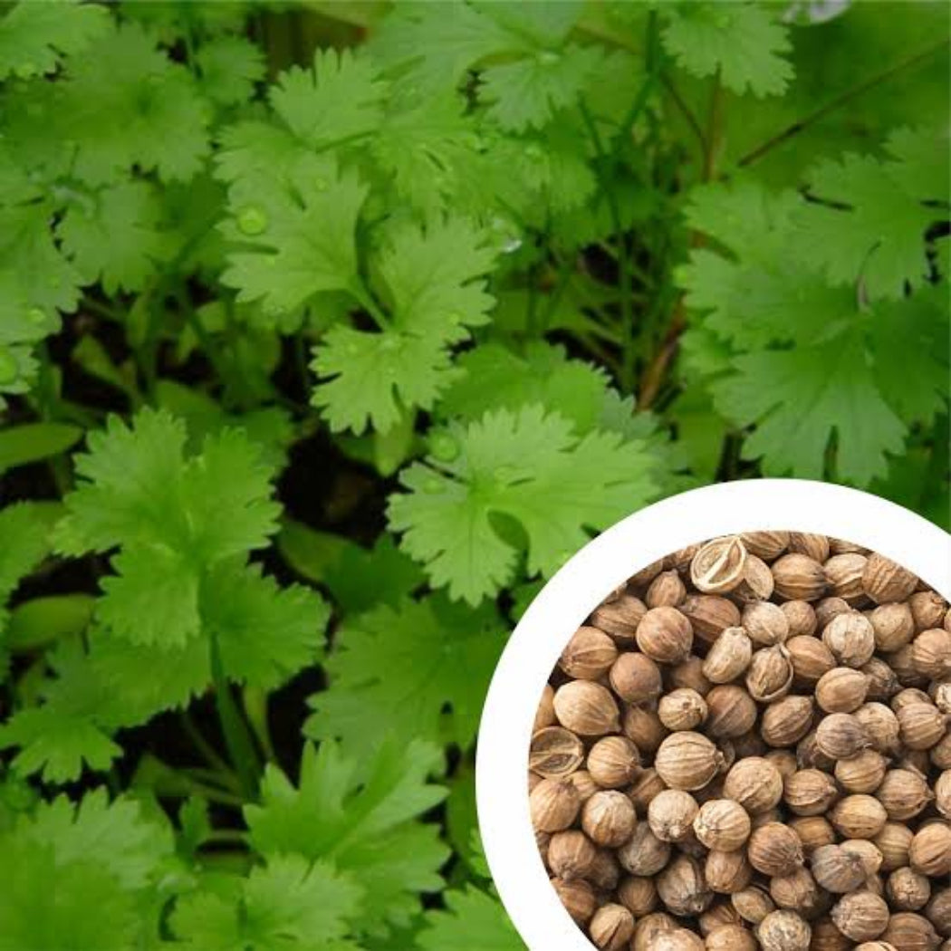 Coriander Seeds