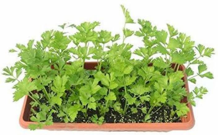 Coriander Seeds