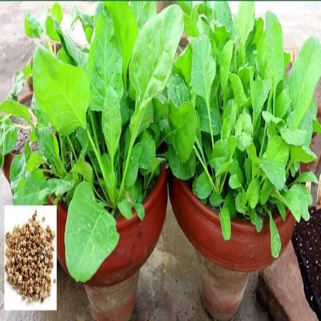 Palakura Seeds