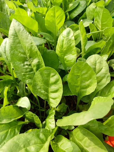 Palakura Seeds