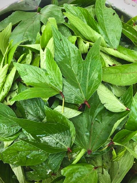 Gongura Seeds