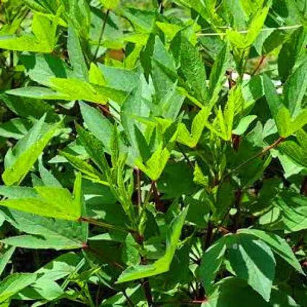 Gongura Seeds