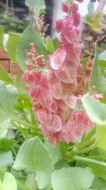 Chukkakura Seeds