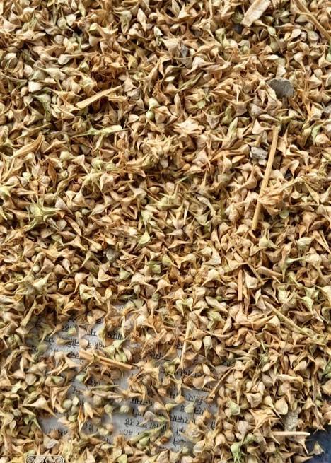 Chukkakura Seeds