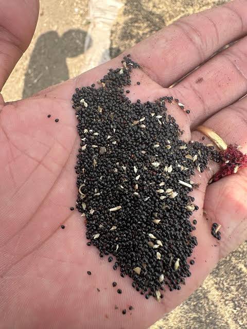Thotakura Seeds
