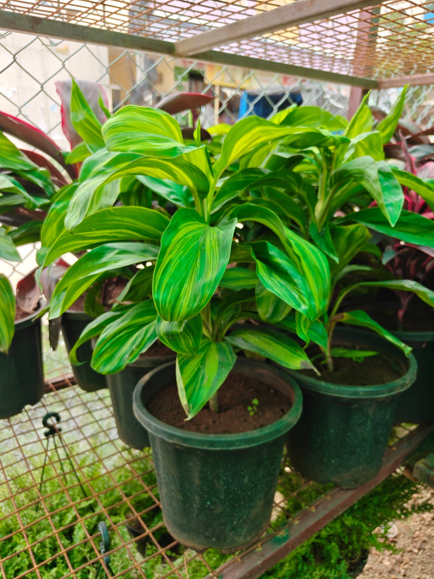Dracena broad leaf