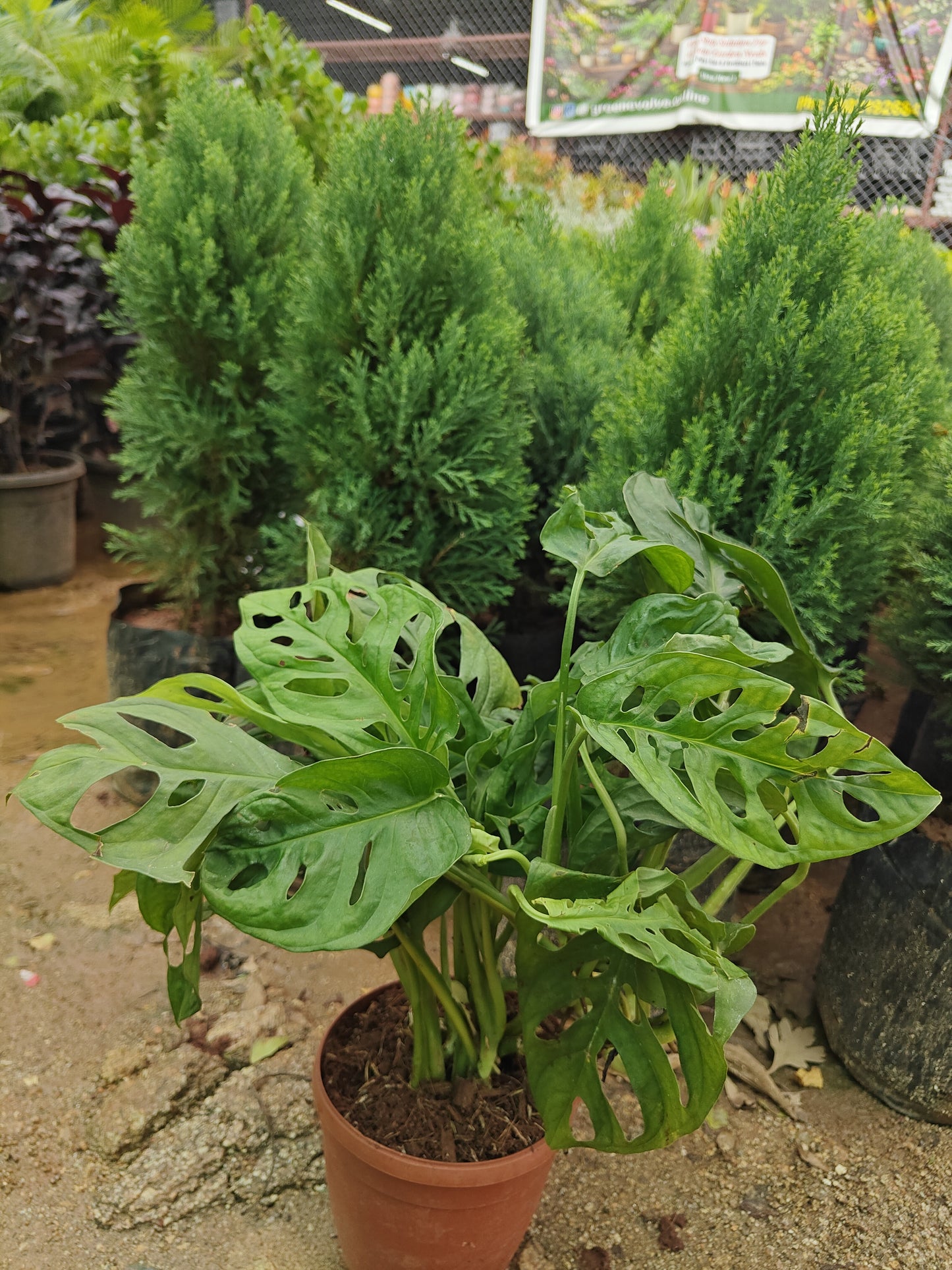 Broken Heart Plant