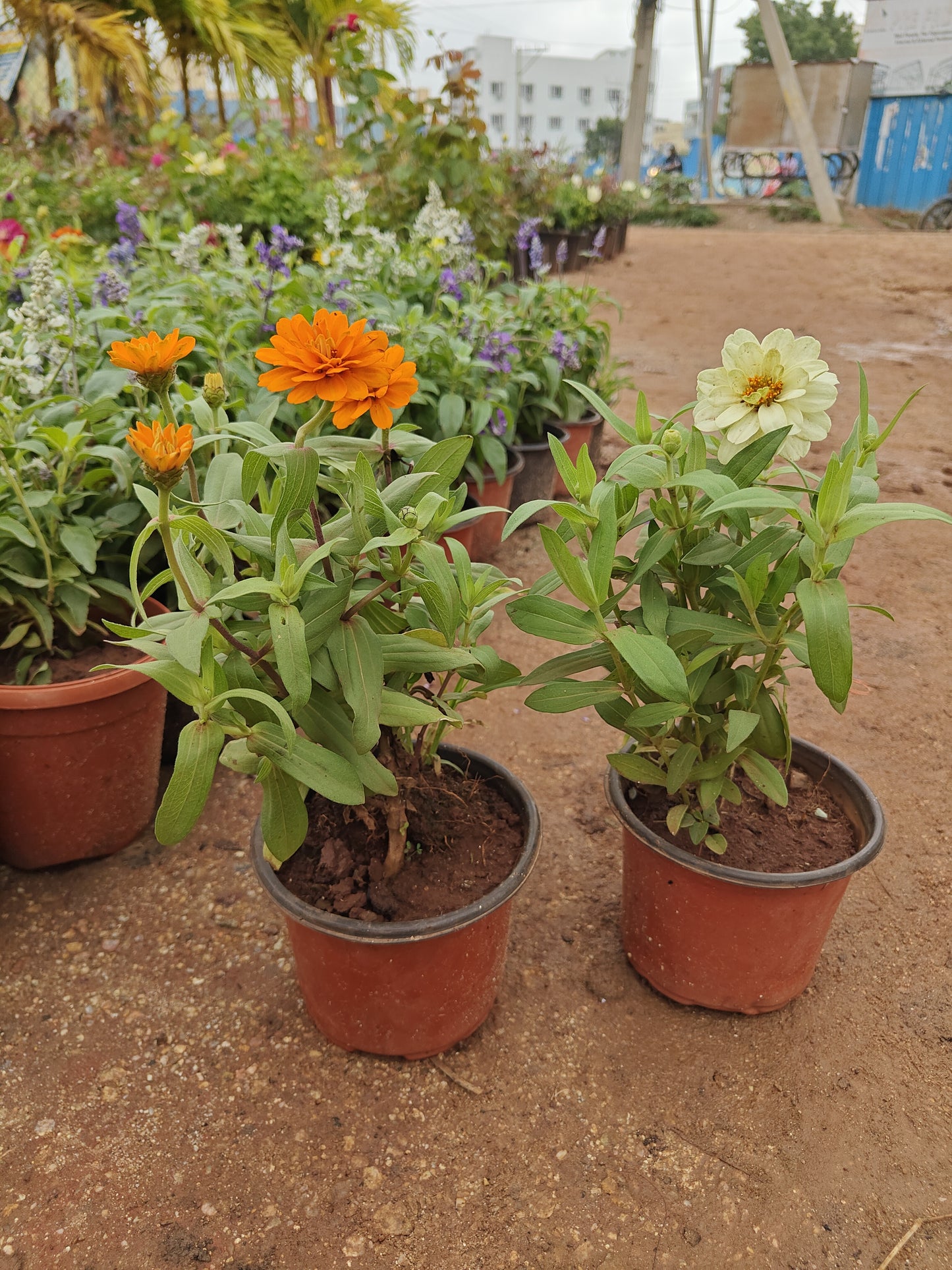 Zinnia Mix Colour