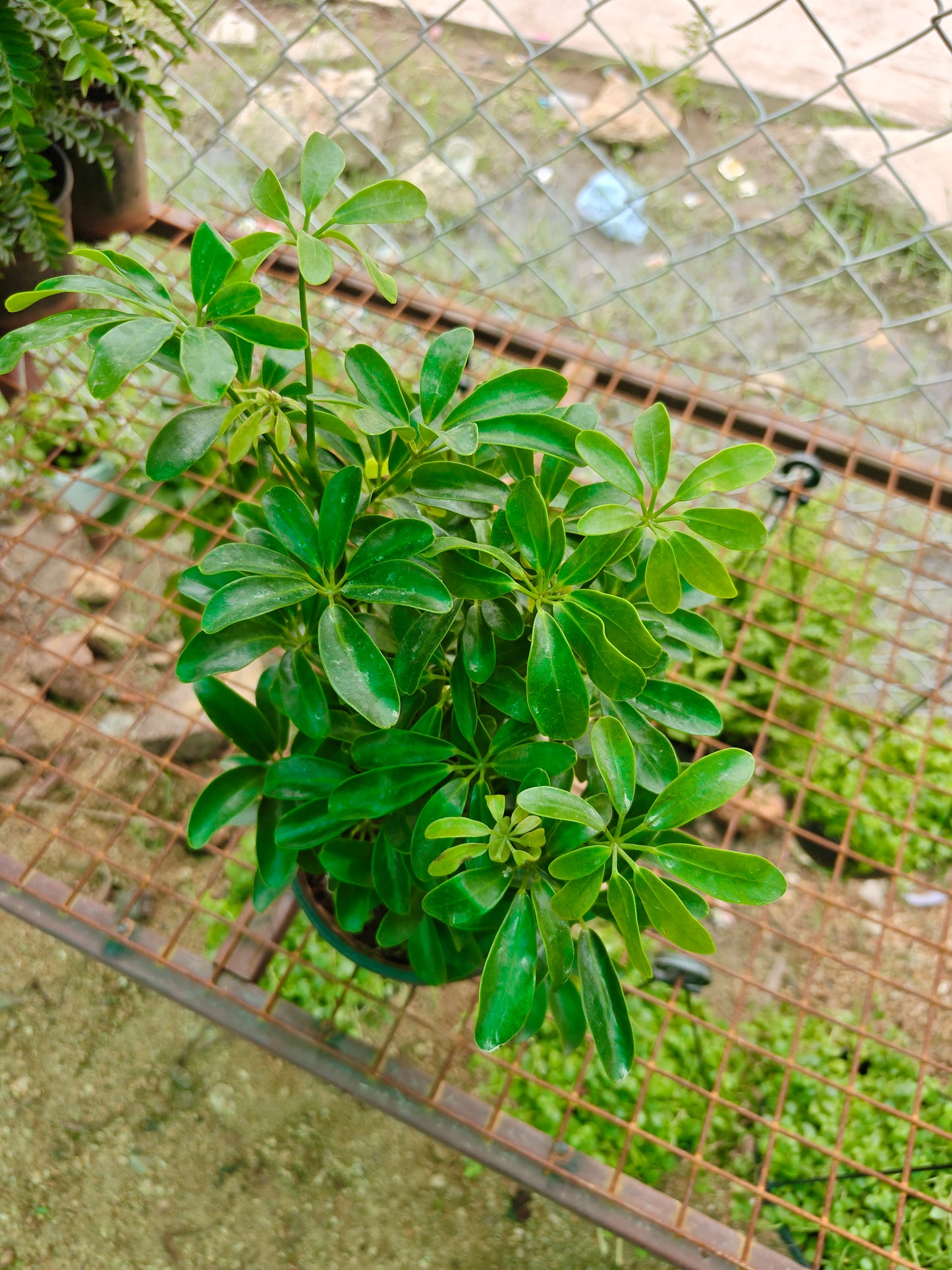 Schefflera