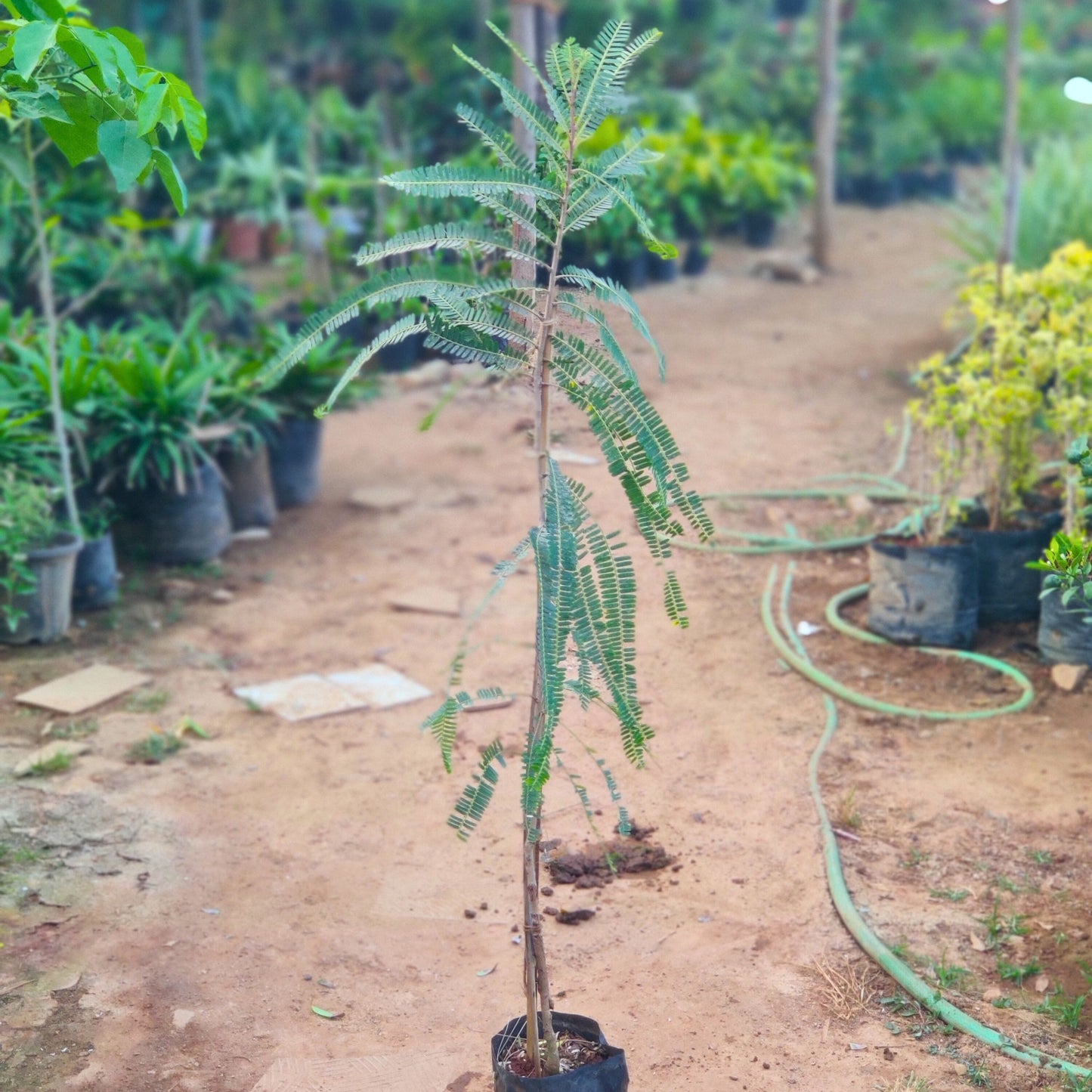 Pedda Usiri ( Amla )