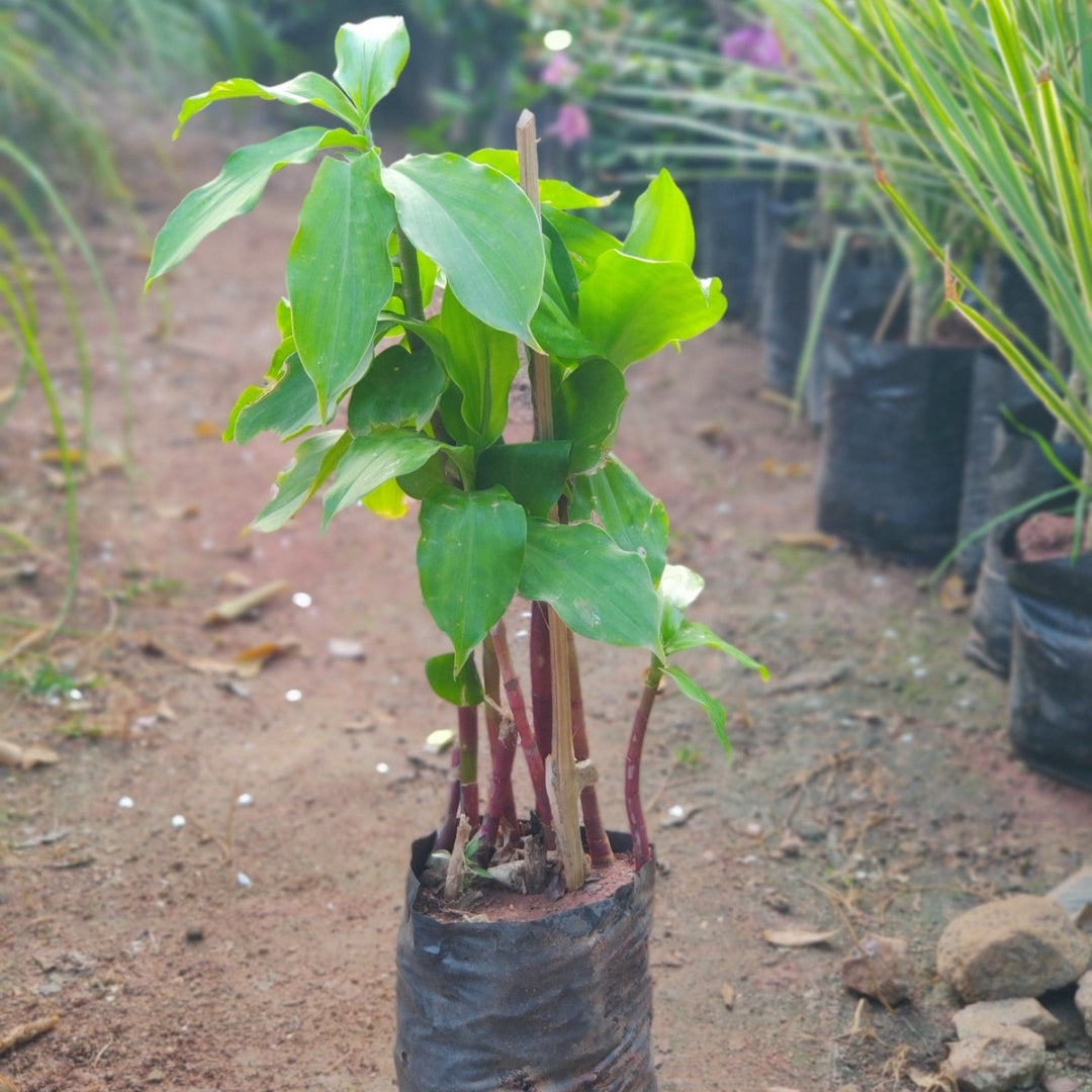 Insulin Plant