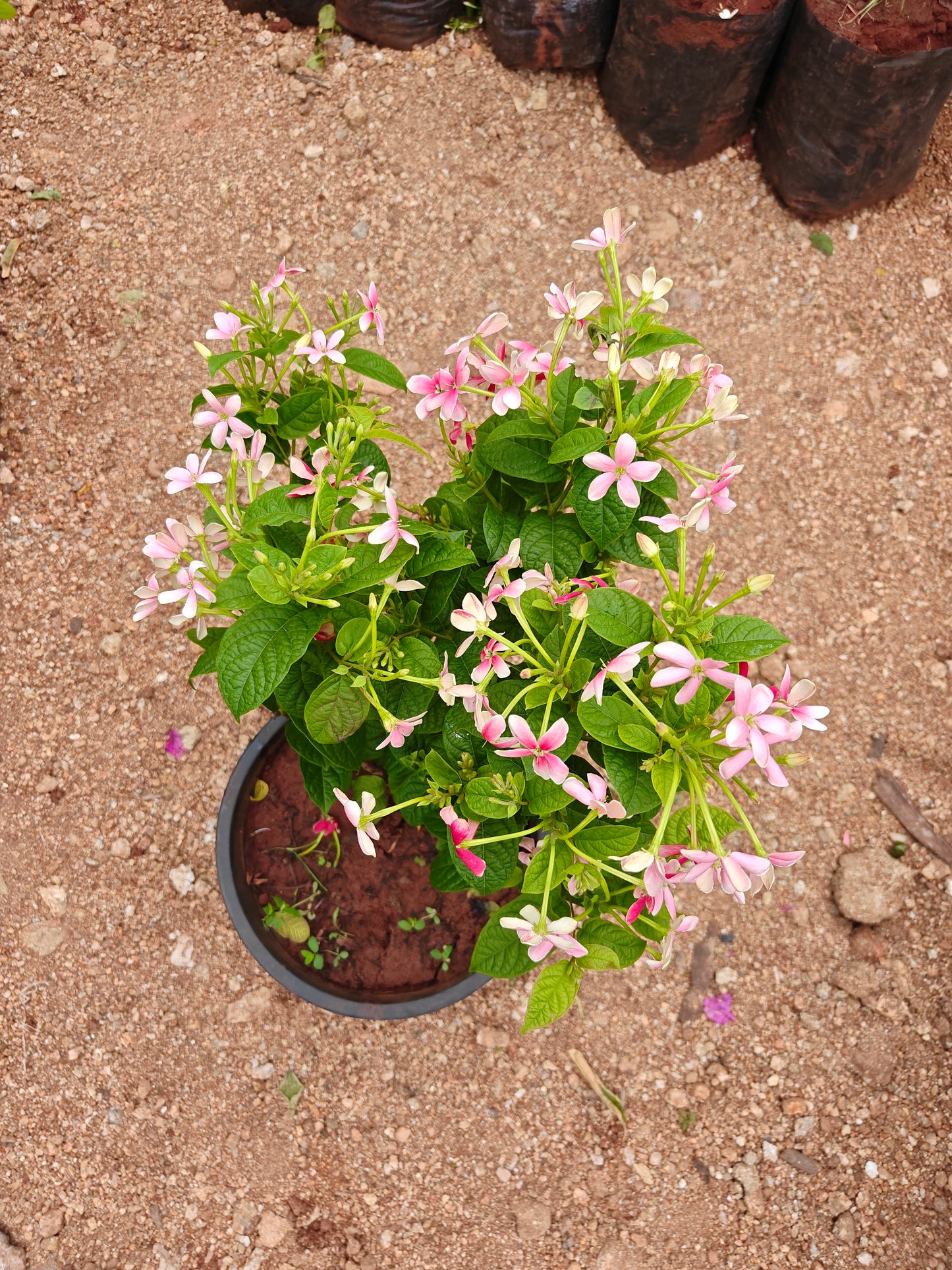 Radha manoharam (Rangoon creeper)