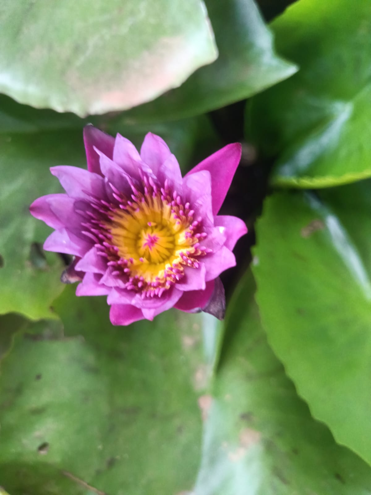 Lotus plant