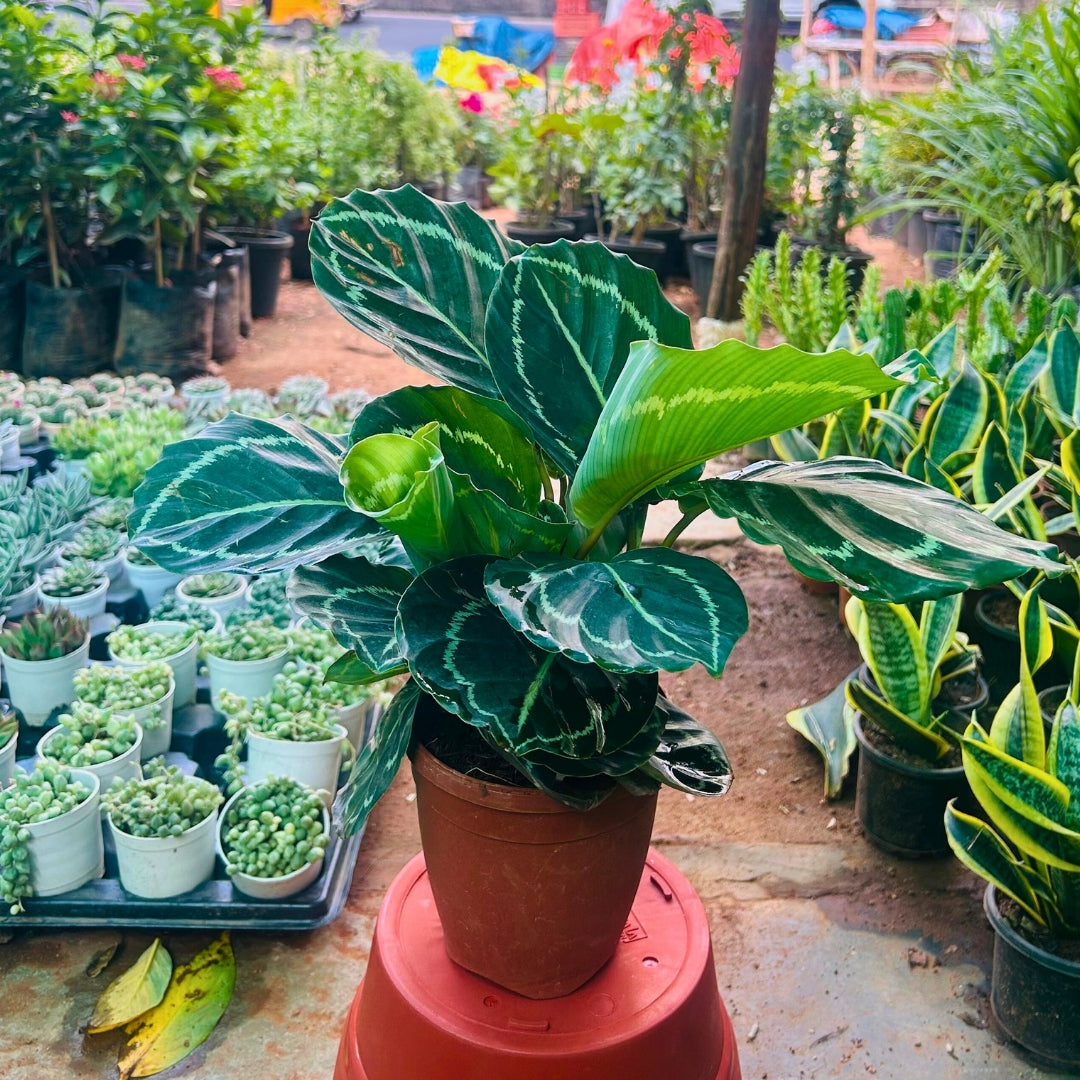 Calathea Green Goddess