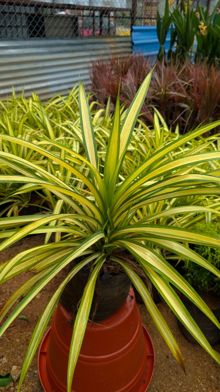 Pandanus (spider plant)