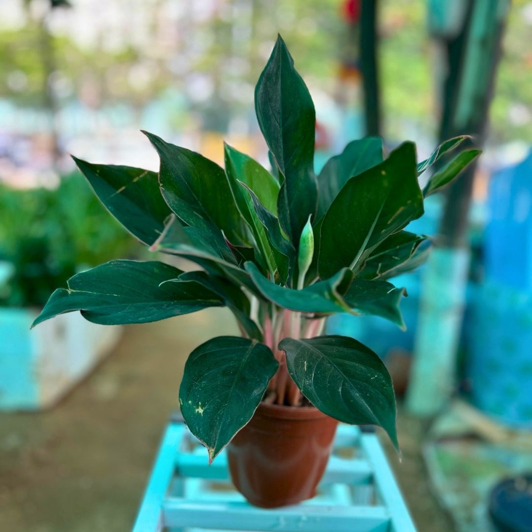 Agalonema Green