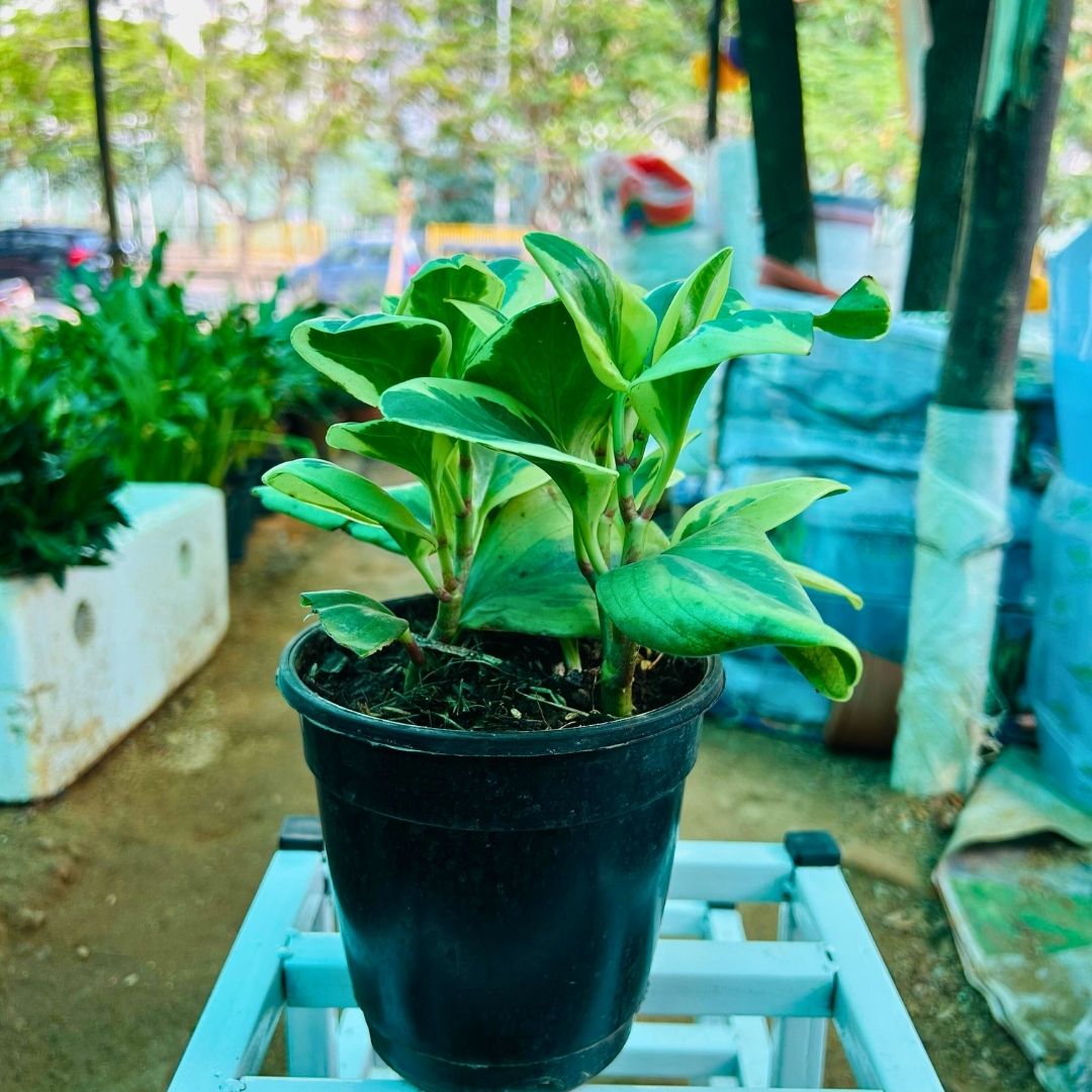 Peperomia