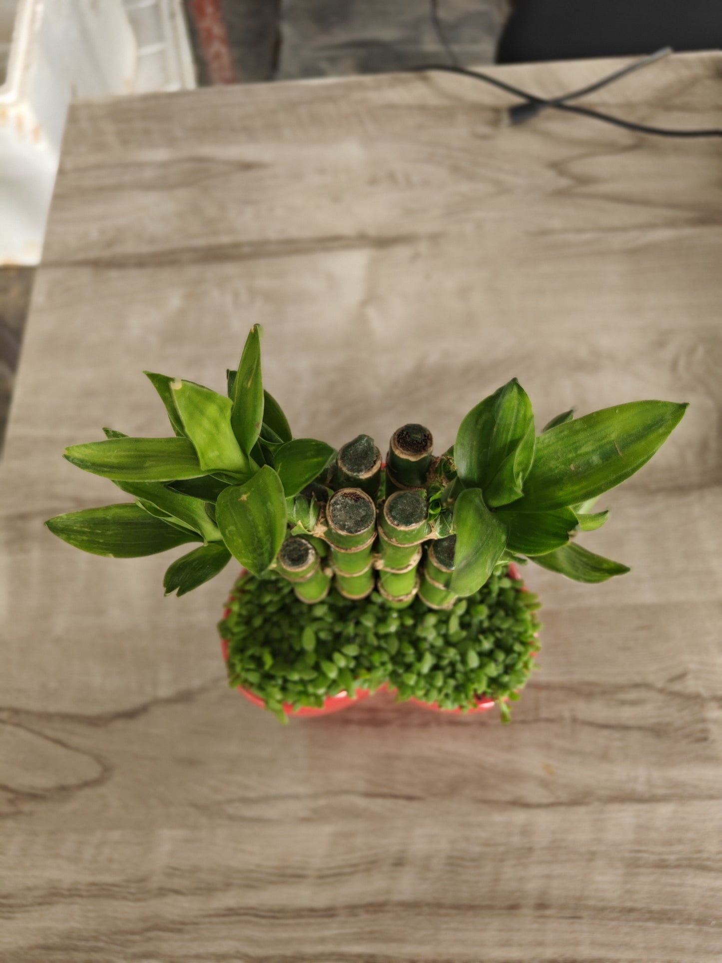 Lucky Bamboo ceramic pot
