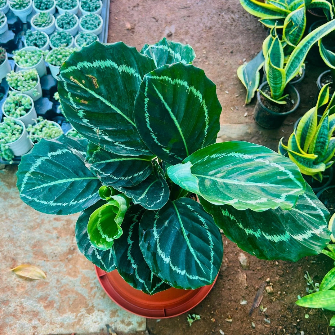 Calathea Green Goddess