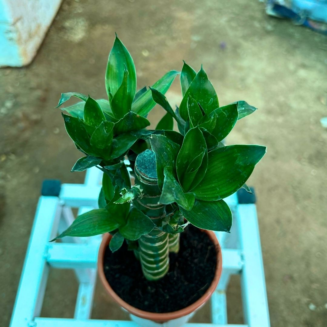 Lucky Bamboo