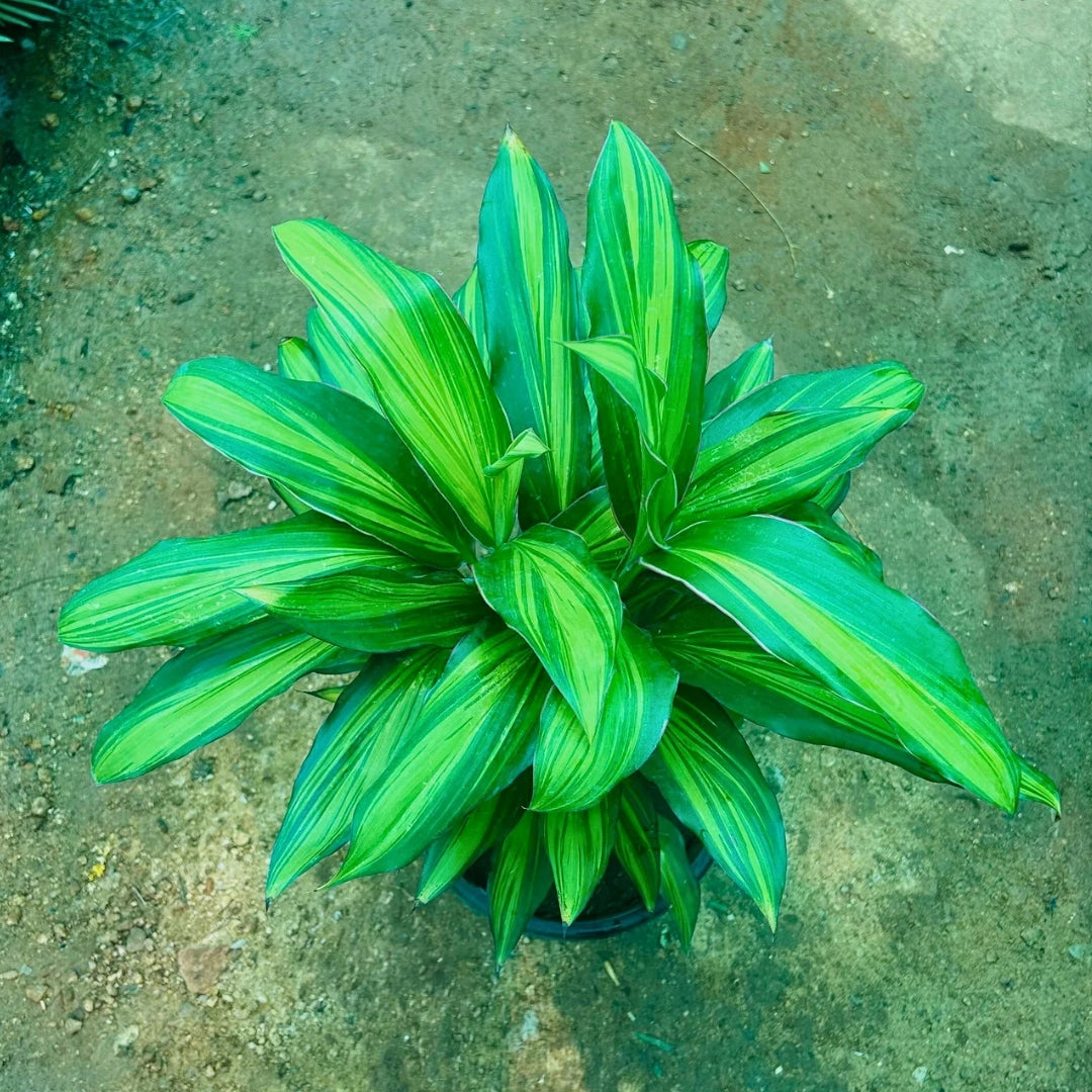 Dracaena Cordyline