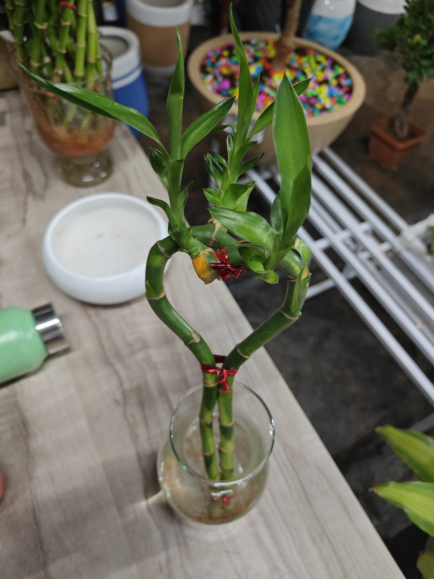 Lucky Bamboo Heart shape
