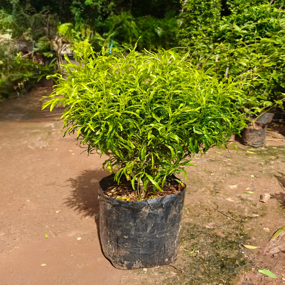 Arelia Green
