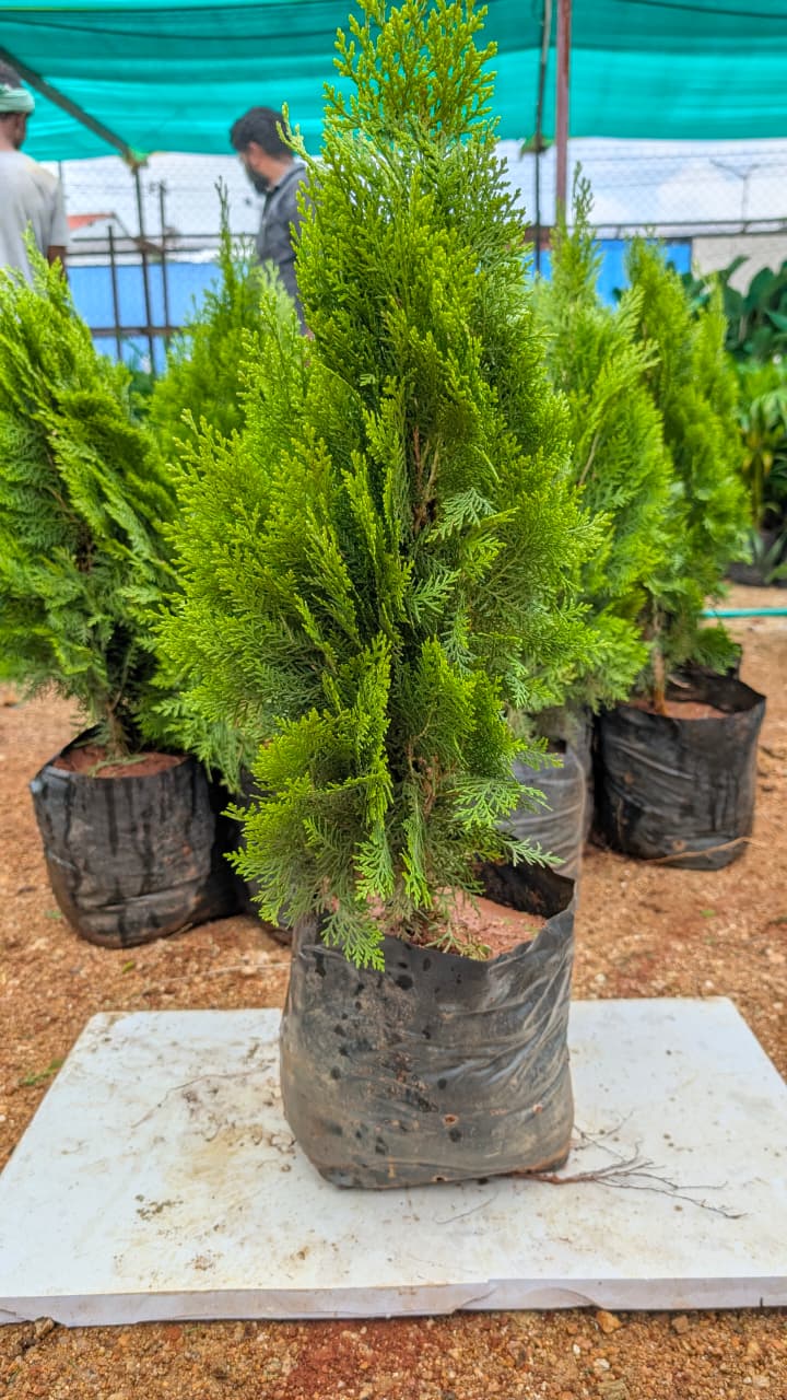 Cypress gold